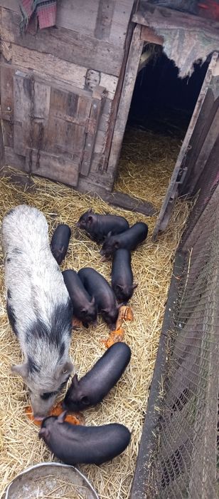 Порадам корейських свинок