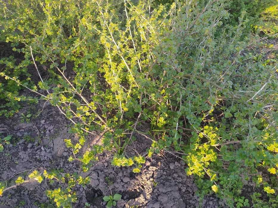 Саджанці агрус МАЛАХІТ (крыжовник МАЛАХИТ)