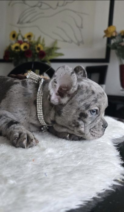 Bulldog Francês merle
