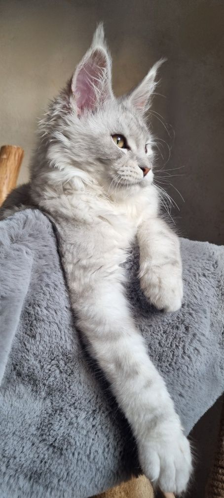 Kocurek Maine Coon czarno srebrny pale