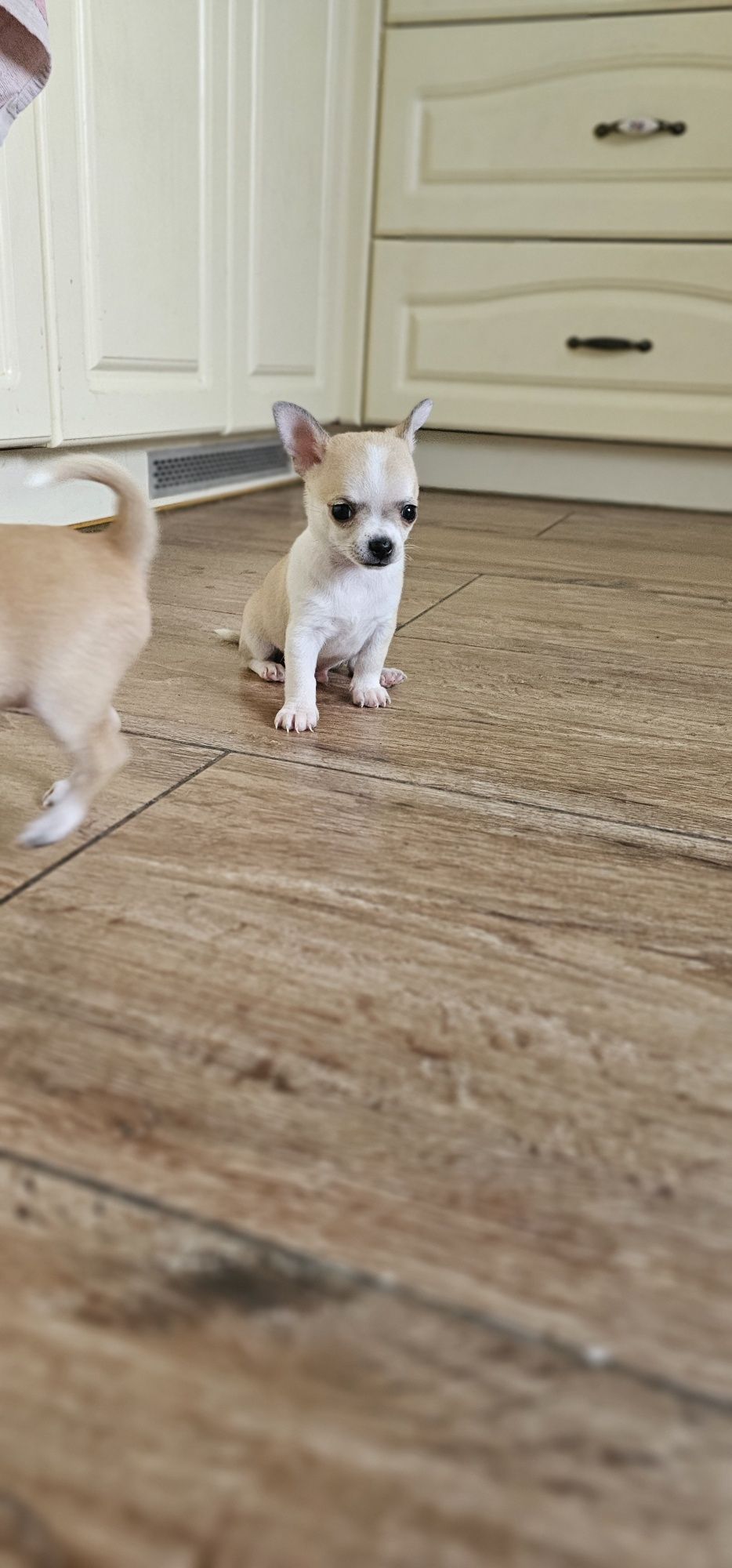 Chihuahua piesek gotowy do odbioru