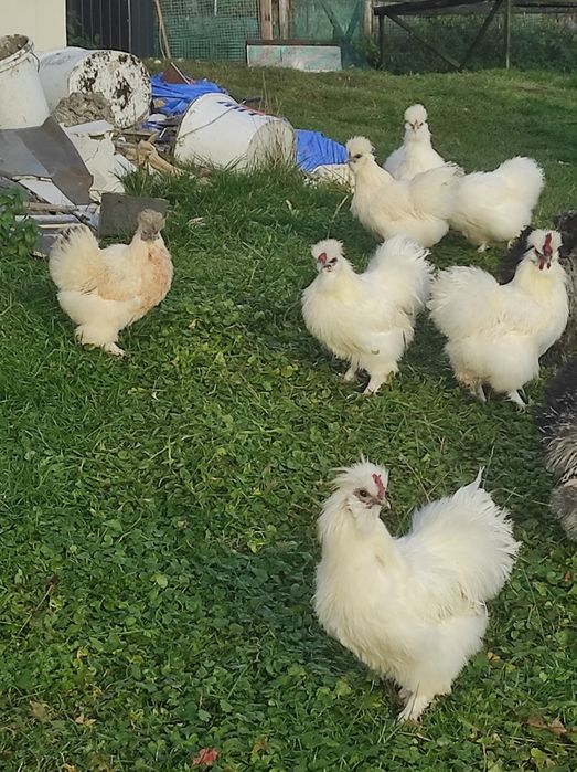 Silki USA 7-miesięczne