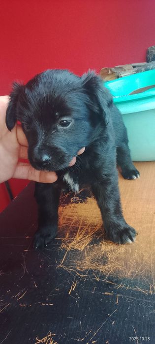 Oddam szczeniaki w dobre ręce