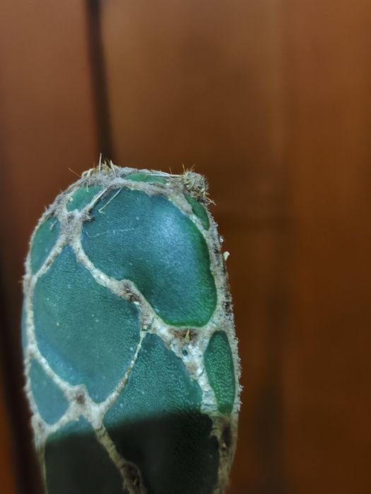 Опунція ретікулата Кобра