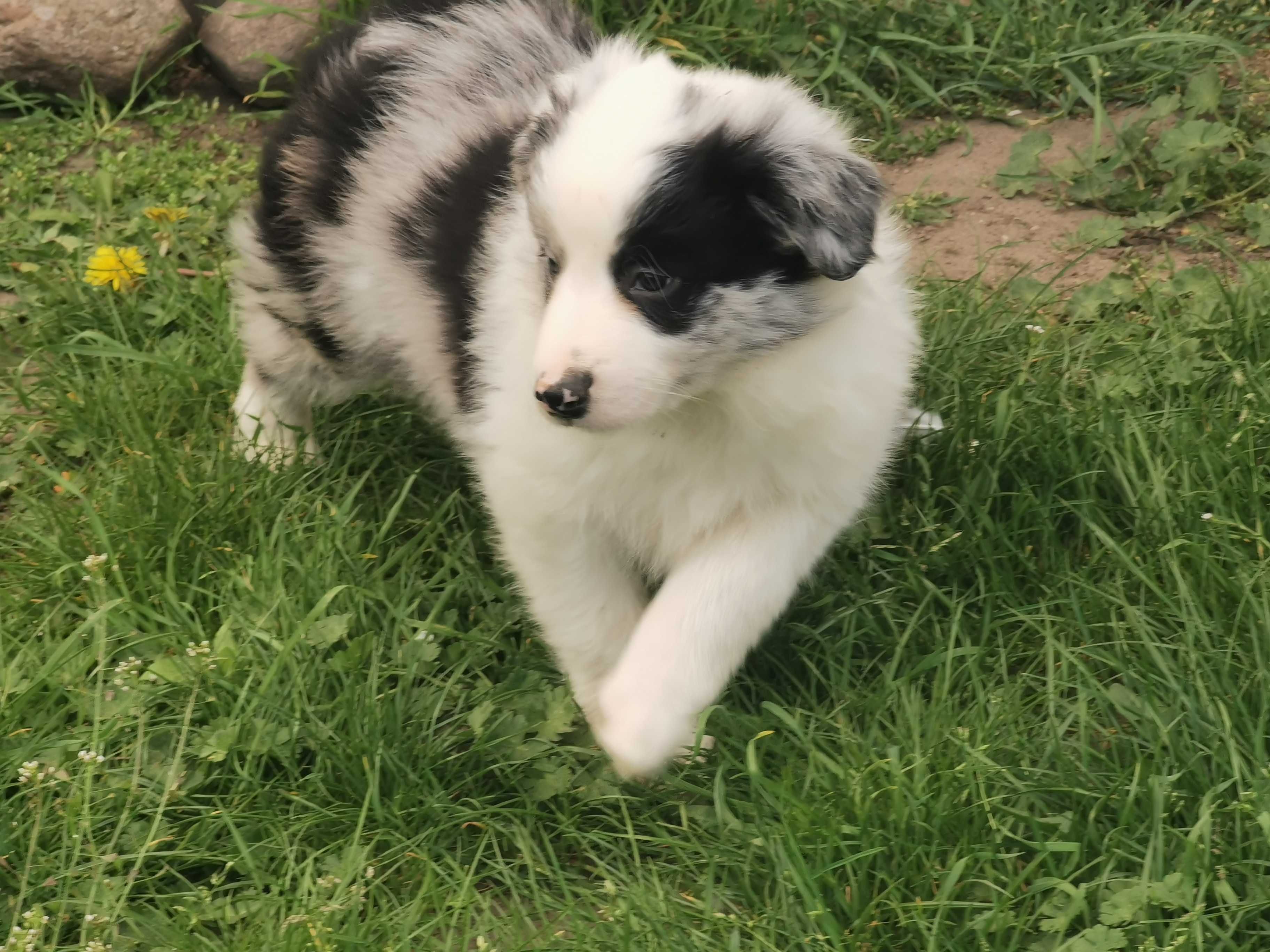 Border collie piesek blue merle