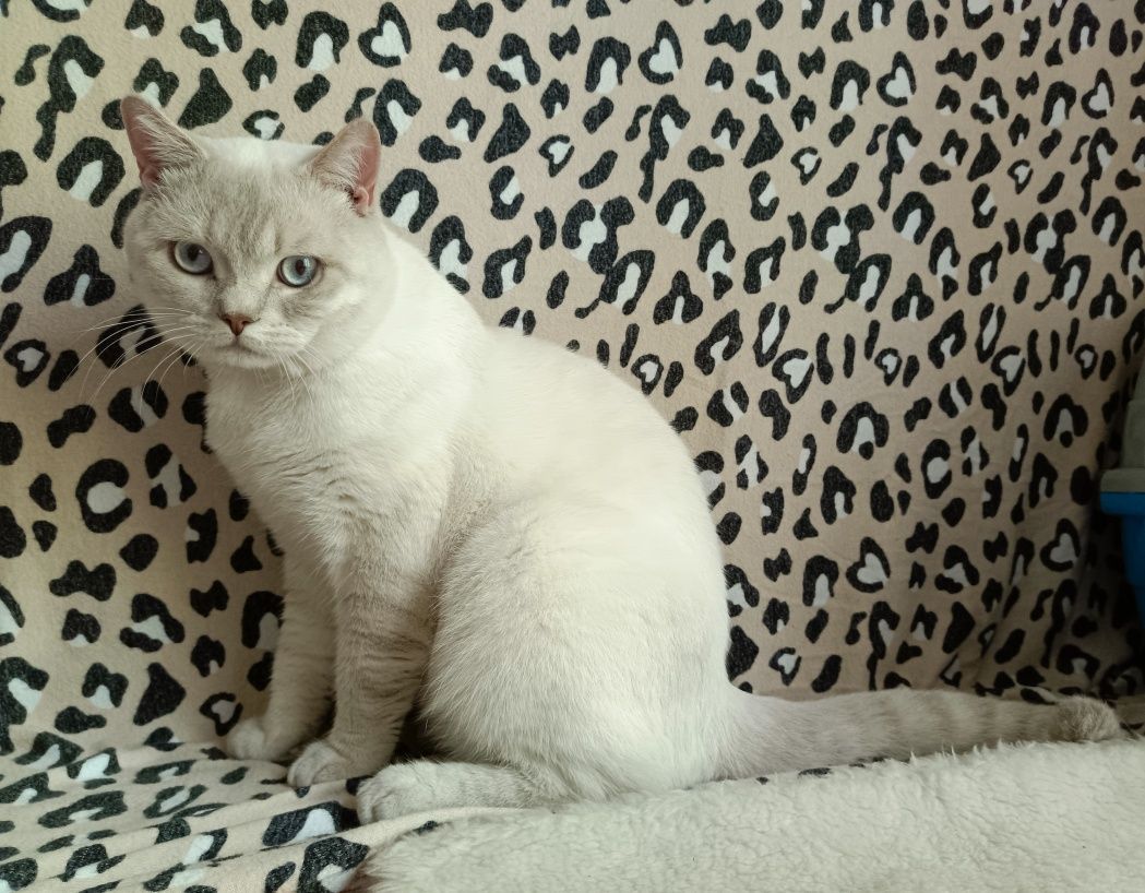 Очаровательный шотландский котик приглашает на вязку.