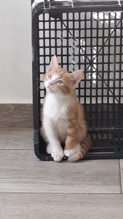 Gatinhos para adoção