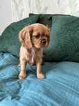 Suczka Cavalier King Charles Spaniel
