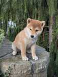 Szczeniaczek shiba inu FCI