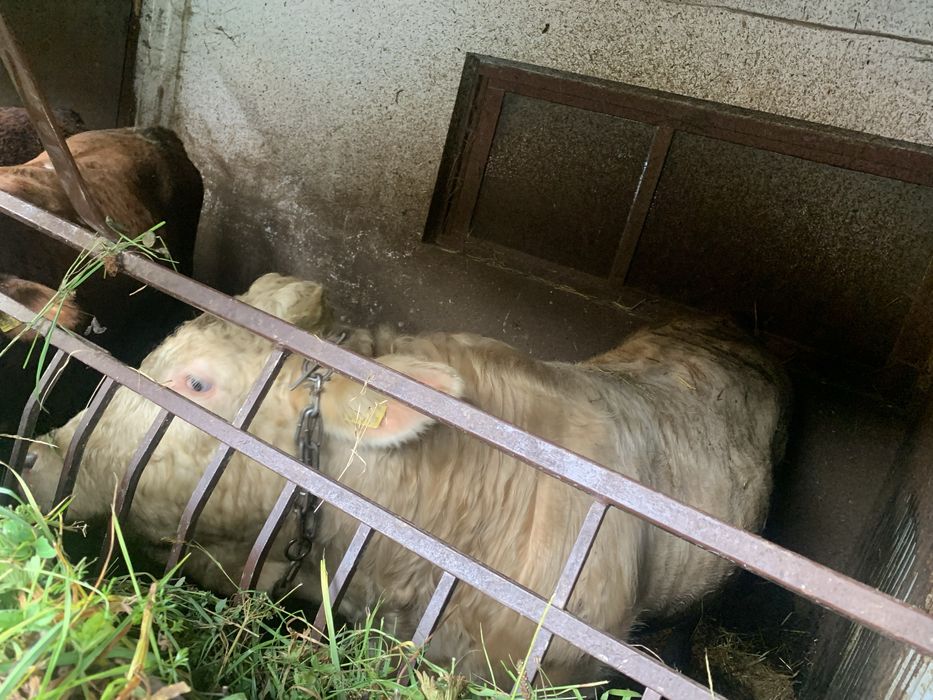 Byk Charoless- sprzedam