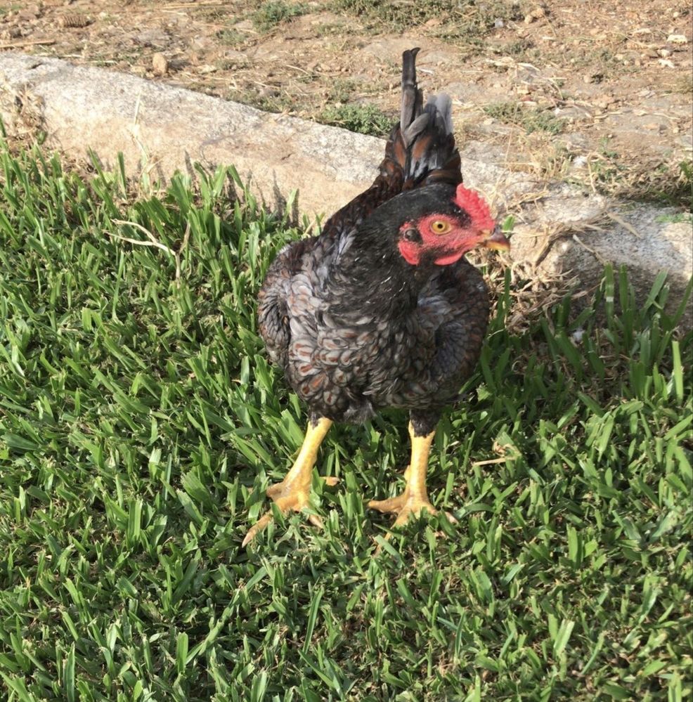 Galo cornish para venda