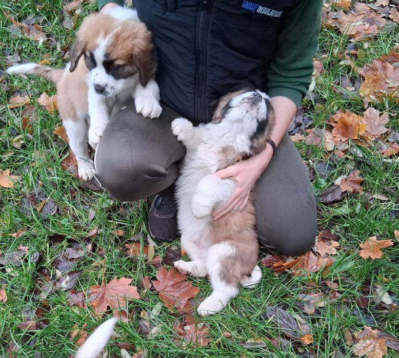 Szczenięta w typie Bernardyna