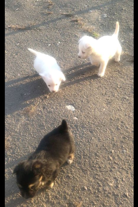 Віддам собачок в добрі руки