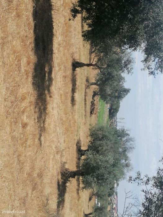 Terreno Rústico com Oliveiras com 3250 m2 Aljustrel-Rio de Moinhos Pr