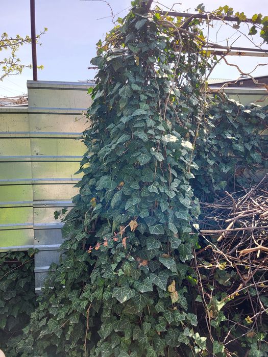 Плющ декоративни вічнозелений