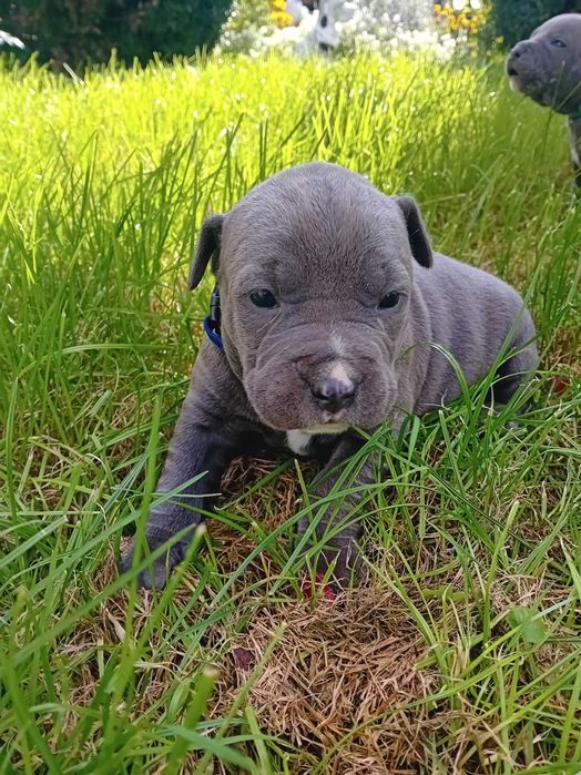American Staffordshire Terrier