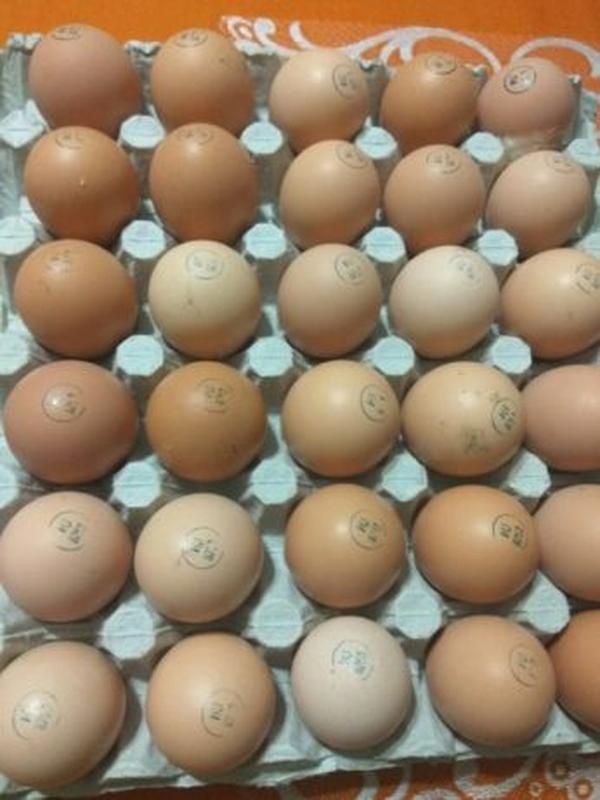 Закордонне інкубаційне яйце бройлер Кобб 500