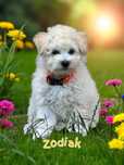 Bichon frise FCI po Multichampionie.