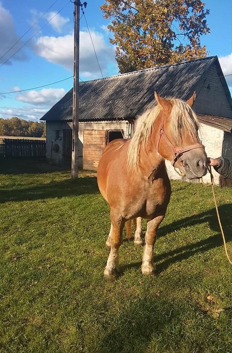 Sprzedam klacz zimnokrwistą