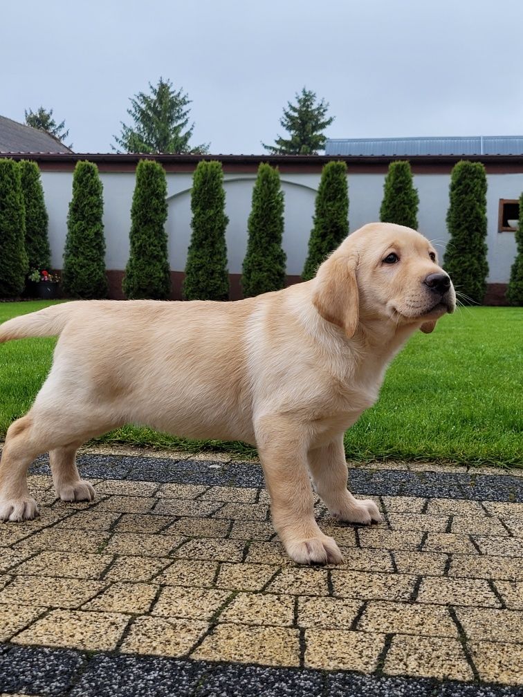 Labrador Retriever Szczeniak