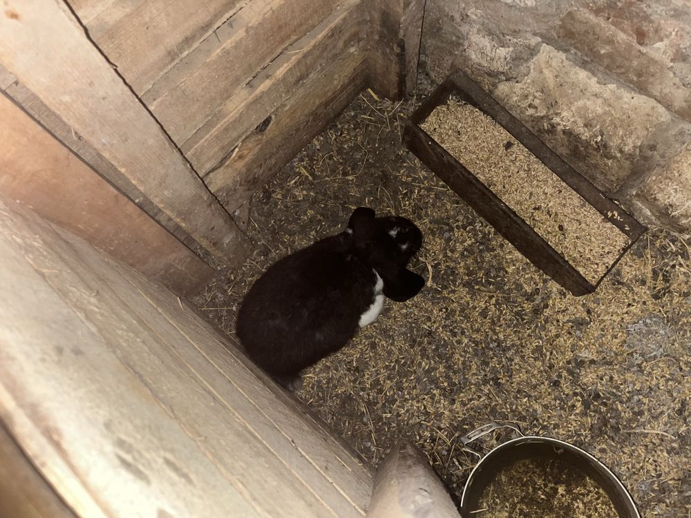кролі французький баран