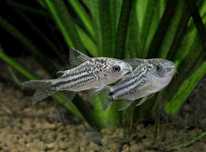 Kirysek nanus Gastrodermus (ex. Corydoras) nanus