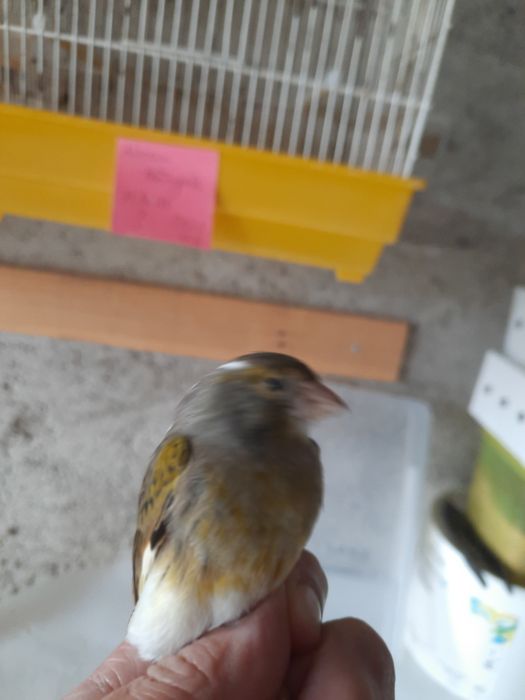 Canários novos 2025