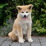 Akita inu akita japońska suczka fci zkwp gotowa do odbioru