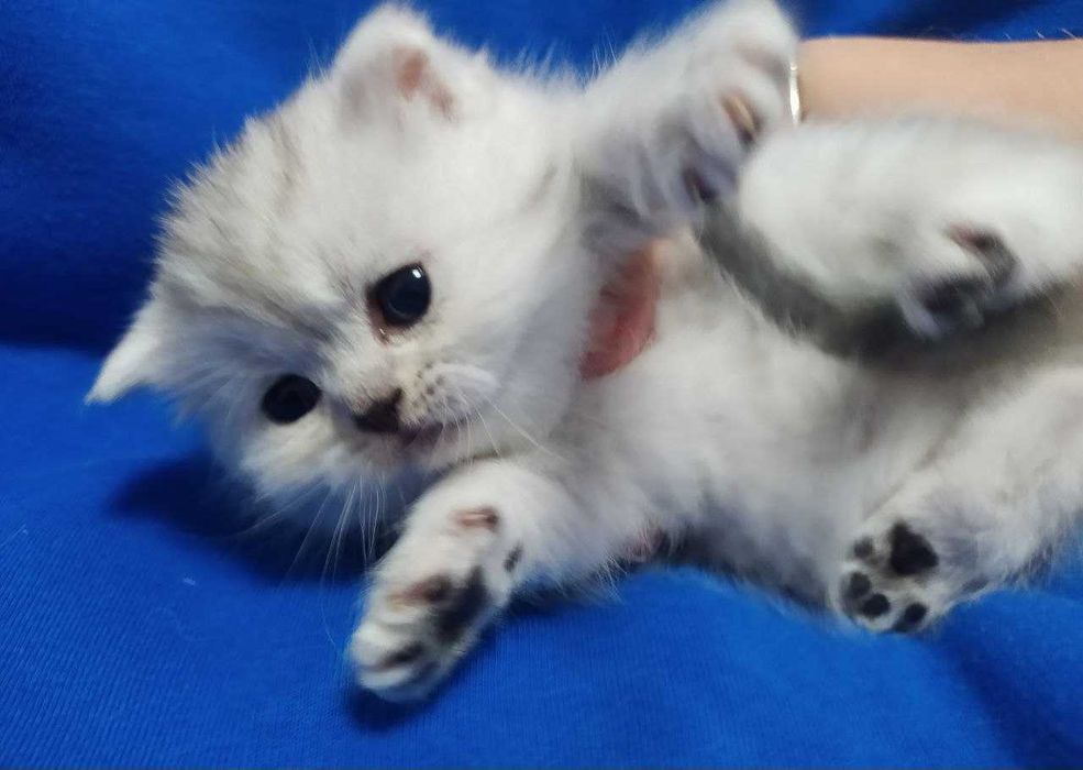 Яскраві шскотландські кошенята