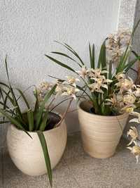 Vasos Orquídeas