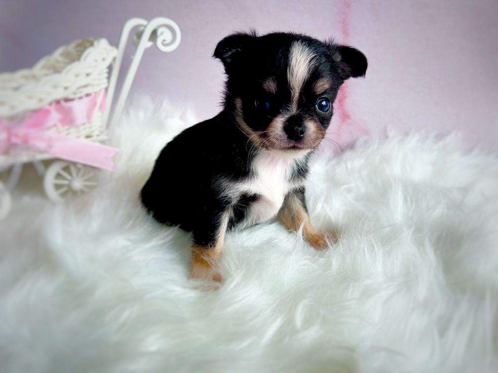 ***Prześliczna dziewczynka chihuahua tri color***