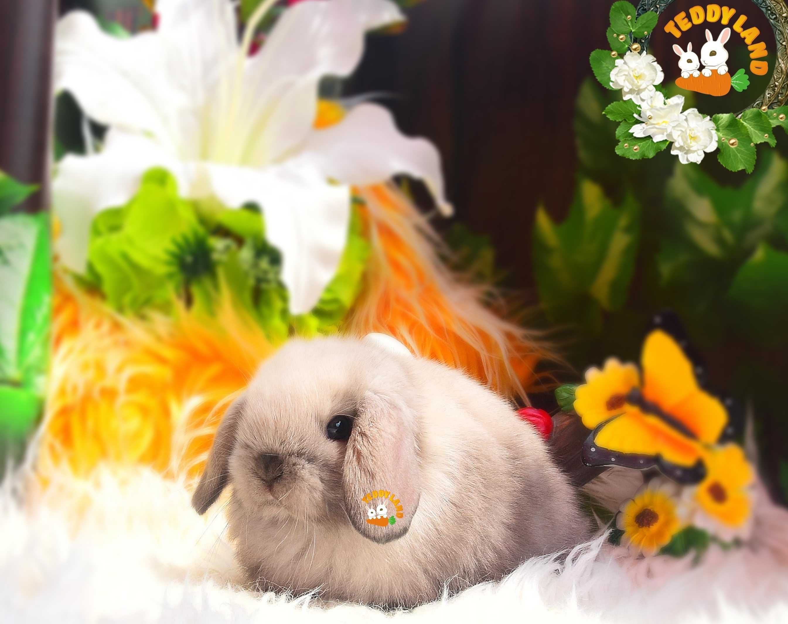 Mini Lop Teddy Karzełek profesjonalna hodowla królików ozdobnych