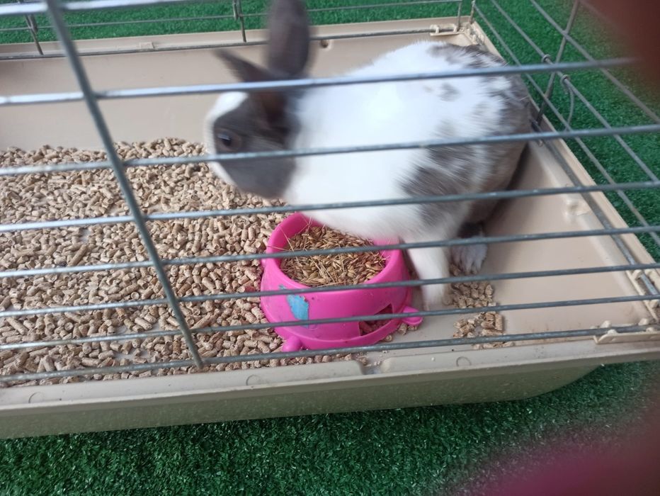 Oddam królika miniaturkę