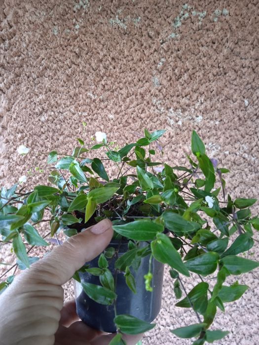 Кімнатні рослини