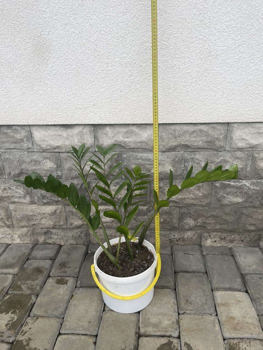 Замиокулькас долларове дерево