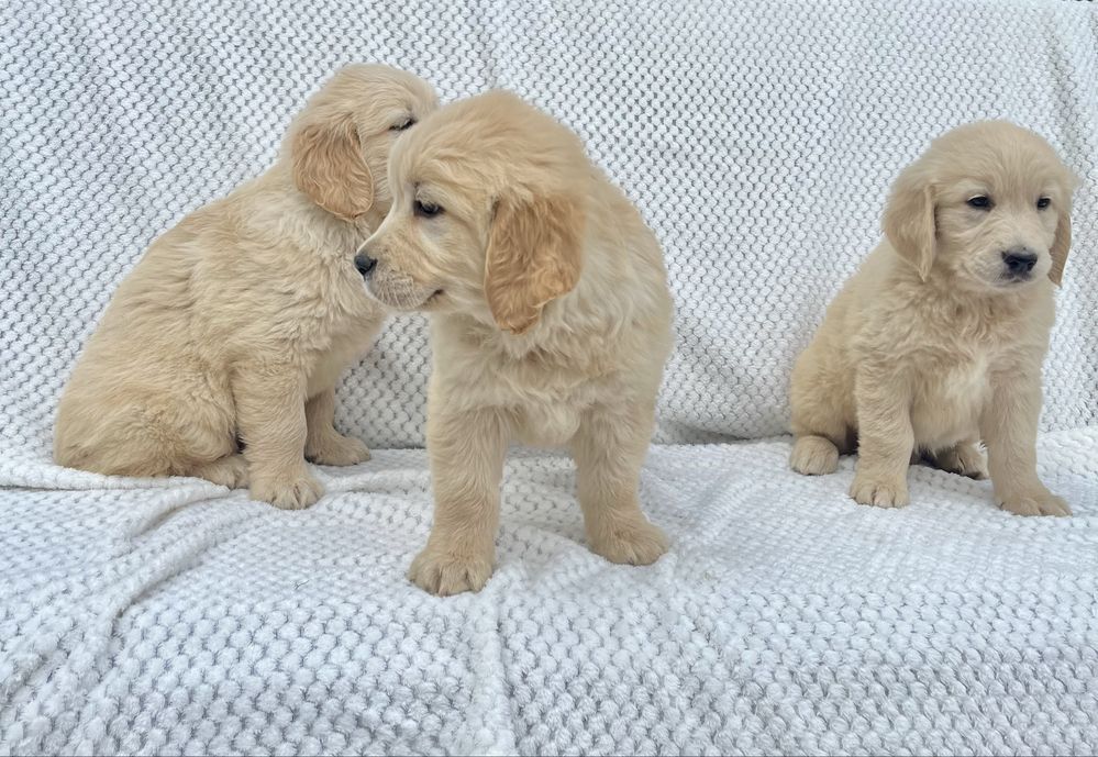 Szczenię Golden Retriever z rodowodem GOTOWE DO ZMIANY DOMU