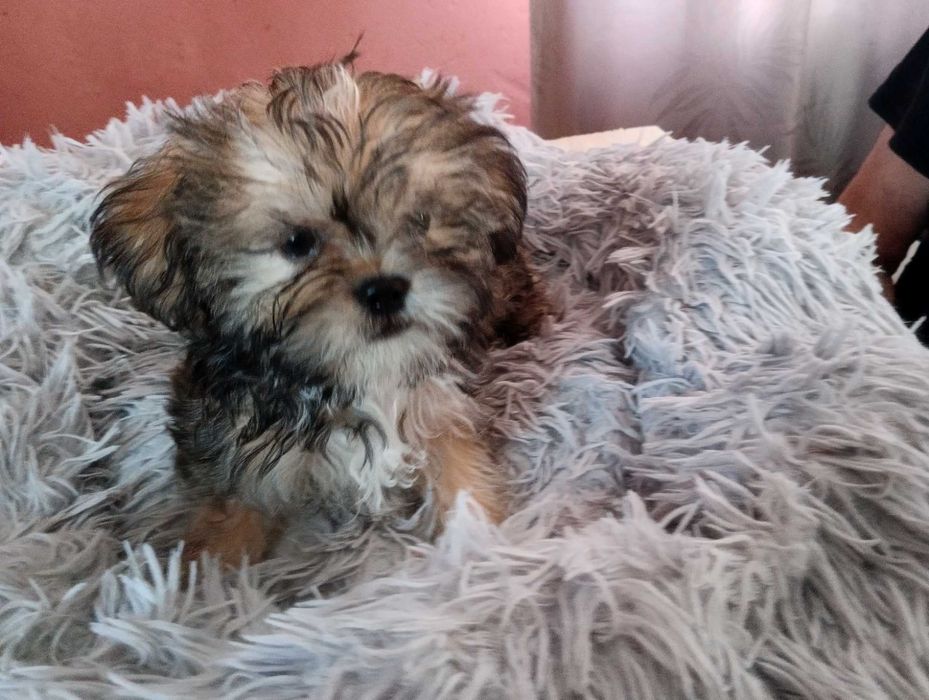 Piękny piesek Shorkie, hybryda Shih Tzu Jork