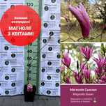 Магнолія з квітами!