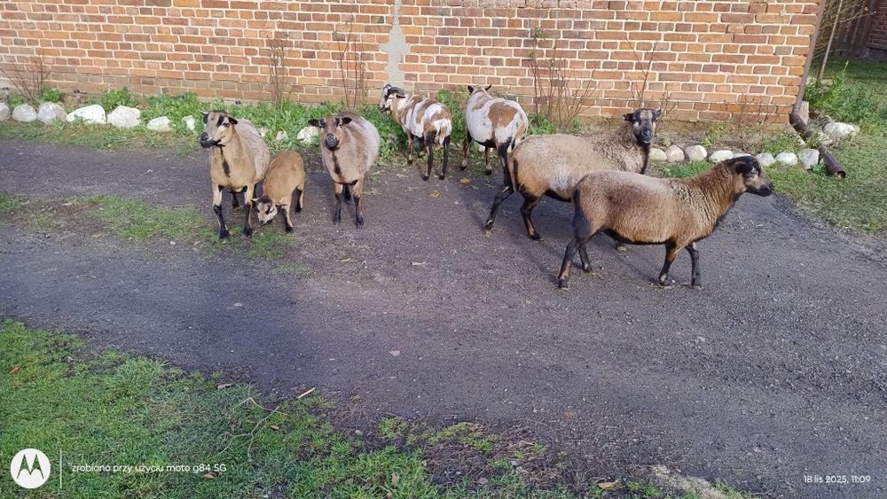 Owce kameruńskie samice