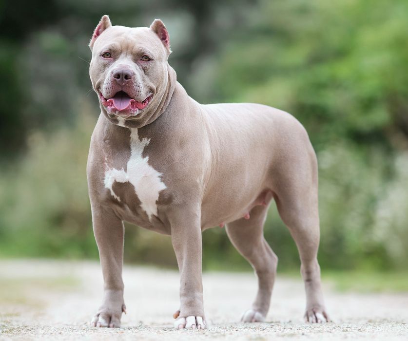 Suczka American Bully XL w kolorze lilac