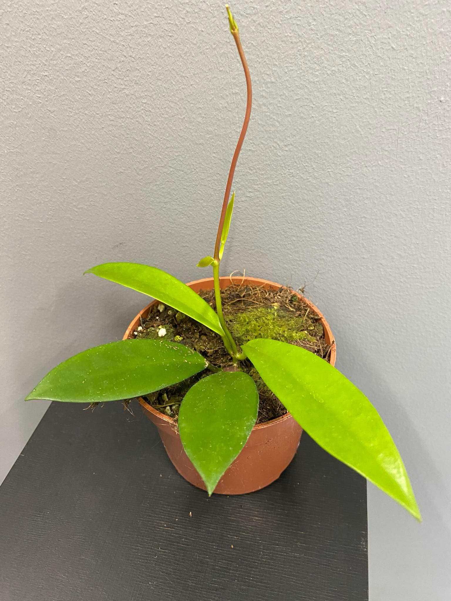 Hoya Black Dragon Hoja