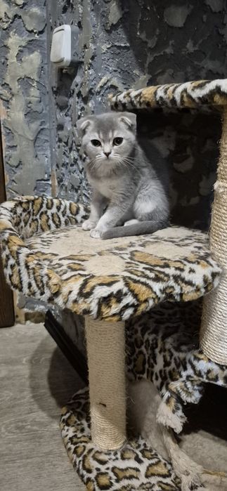 Шотландські кошенята висловушка дівчинка