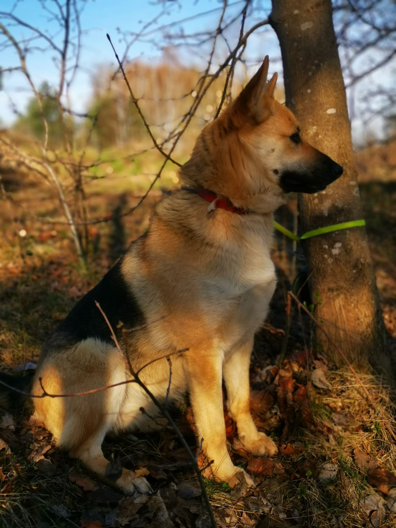 Róża - sunia w typie owczarka szuka domu