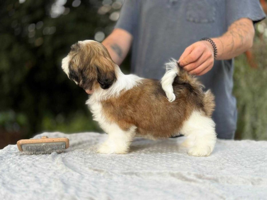 Elitarny piesek! Shih Tzu! Gotowy do odbioru!