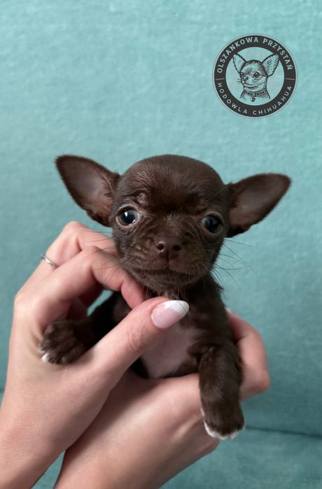Malutka chihuahua krotkowlosa czekoladowa