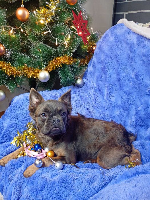 French Bulldog flaffi femea