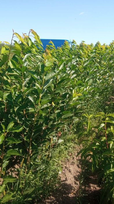 Саджанці плодових дерев. Купити саджанці