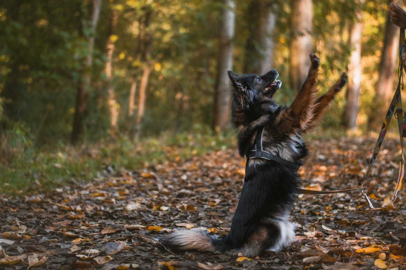 Saba, Sabcia Sabunia szuka domu