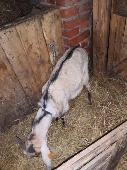 Użyczę kozła do krycia