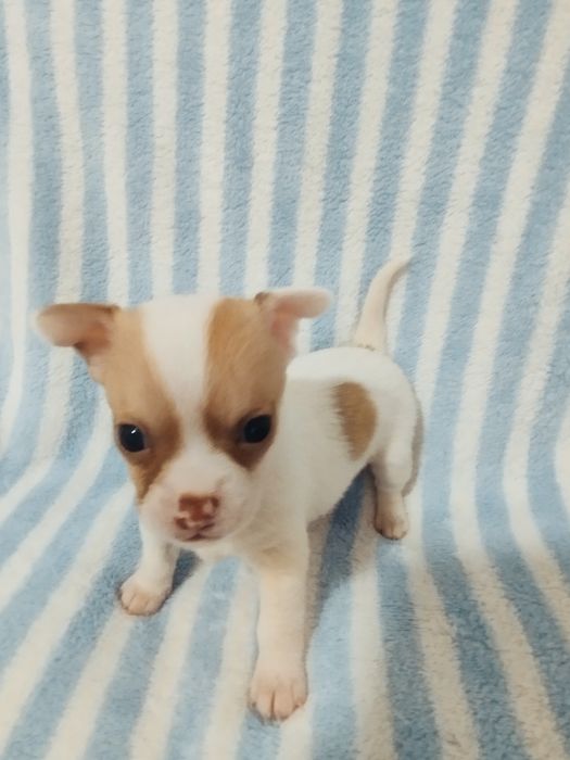 Bebe Chihuahua macho